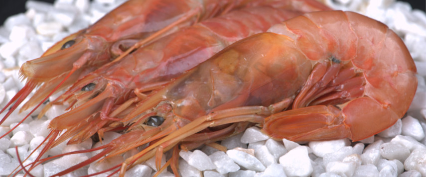 Marisco todo el año Langostinos congelados