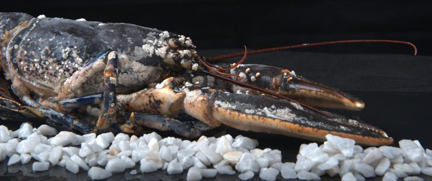 Mariscos y pescados todo el año